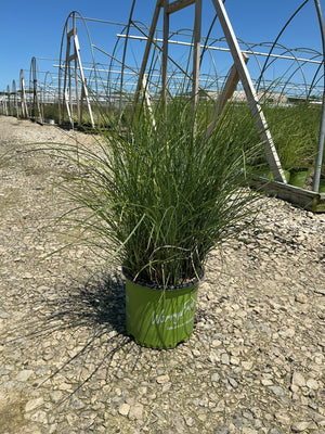 Scout Maiden Grass Miscanthus sinensis in a #3 nursery container with arching green foliage at a greenhouse grow yard.