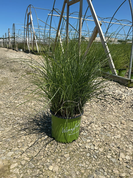 Scout Maiden Grass Miscanthus sinensis in a #3 nursery container with arching green foliage at a greenhouse grow yard.