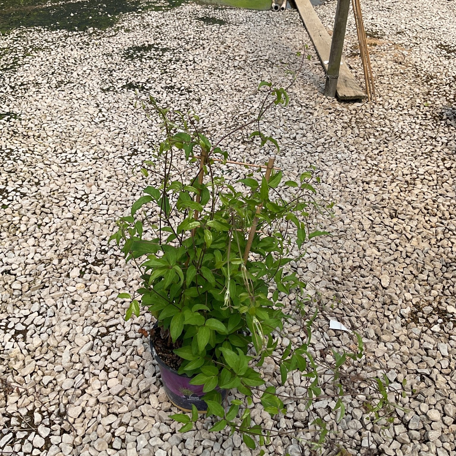 Tumaini Clematis vine in a #1 container with lush green foliage and twining stems, set on a gravel nursery surface.