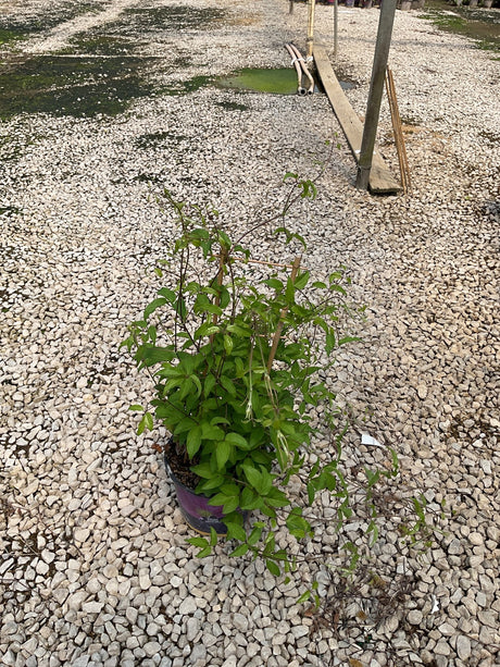 Tumaini Clematis vine in a #1 container with lush green foliage and twining stems, set on a gravel nursery surface.