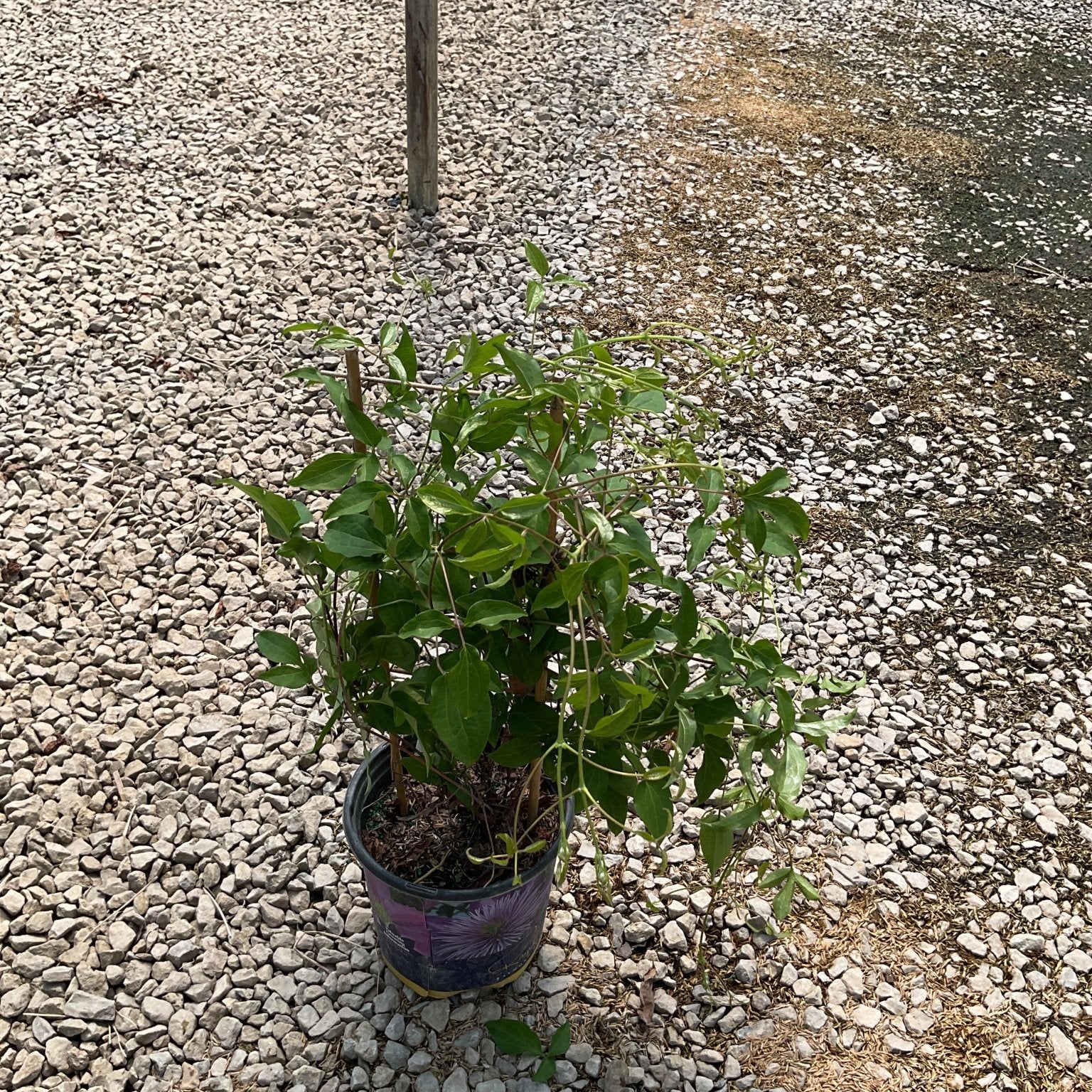 Regal Diamantina Clematis vine in a #1 container pot placed on a gravel surface, showing lush green foliage.