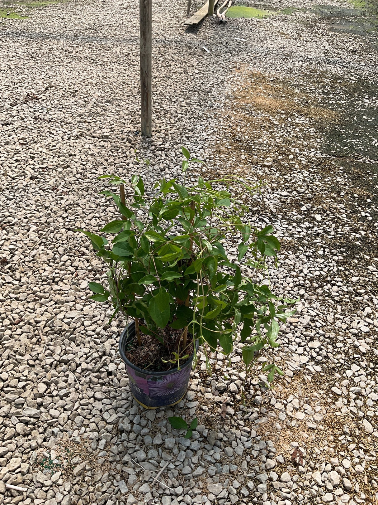 Regal Diamantina Clematis vine in a #1 container pot placed on a gravel surface, showing lush green foliage.