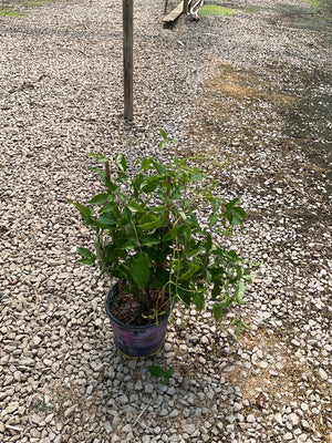 Regal Diamantina Clematis vine in a #1 container pot placed on a gravel surface, showing lush green foliage.