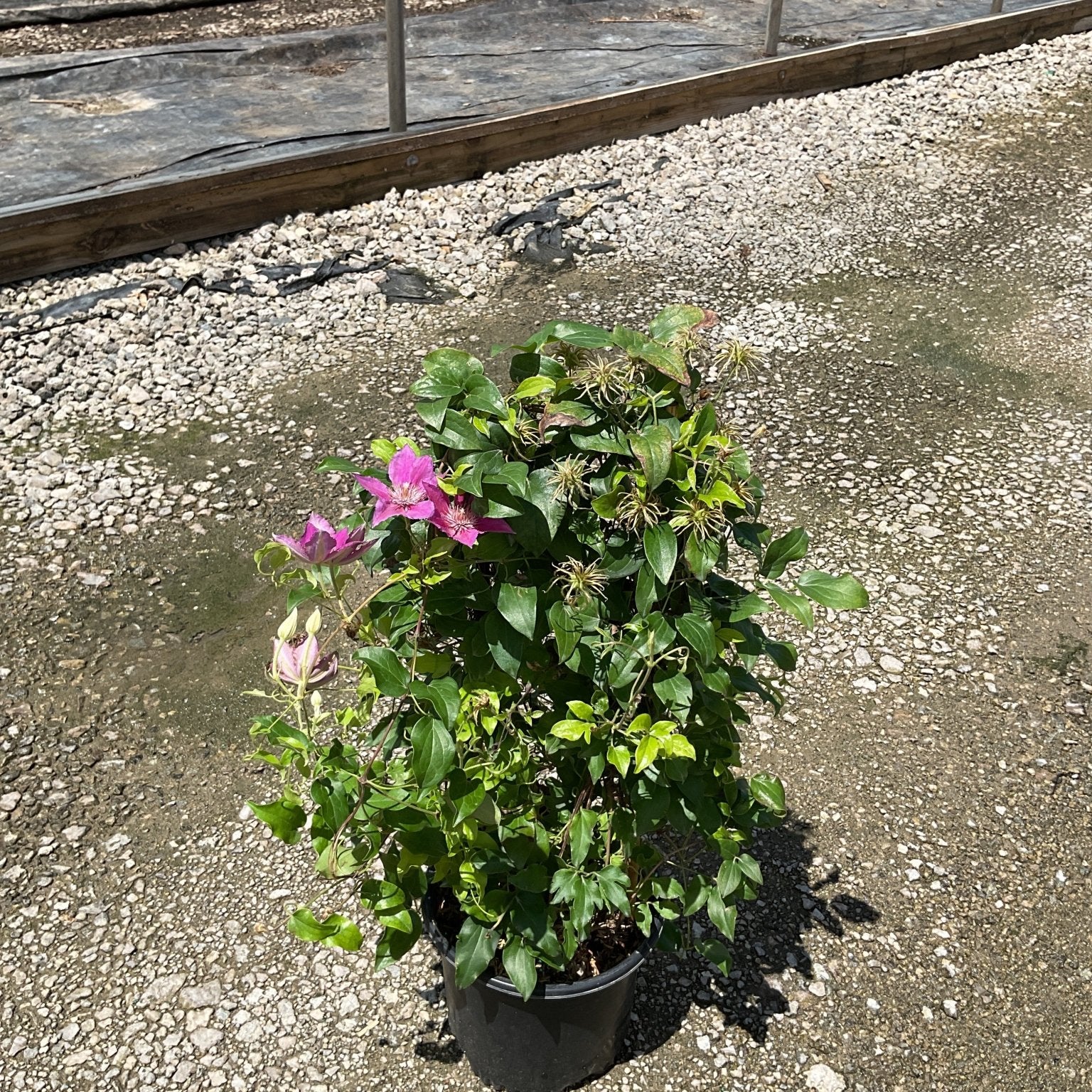 Bridgewater Clematis in a black nursery container showing pink blooms and lush green foliage on a gravel surface.