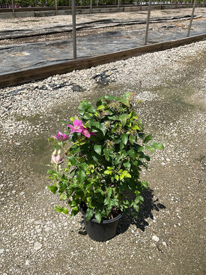 Bridgewater Clematis in a black nursery container showing pink blooms and lush green foliage on a gravel surface.