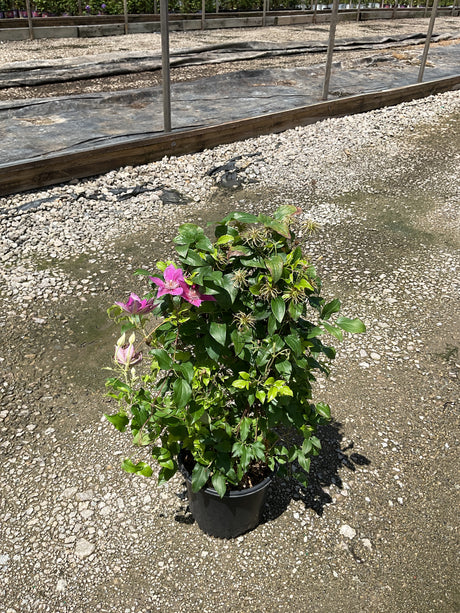 Bridgewater Clematis in a black nursery container showing pink blooms and lush green foliage on a gravel surface.