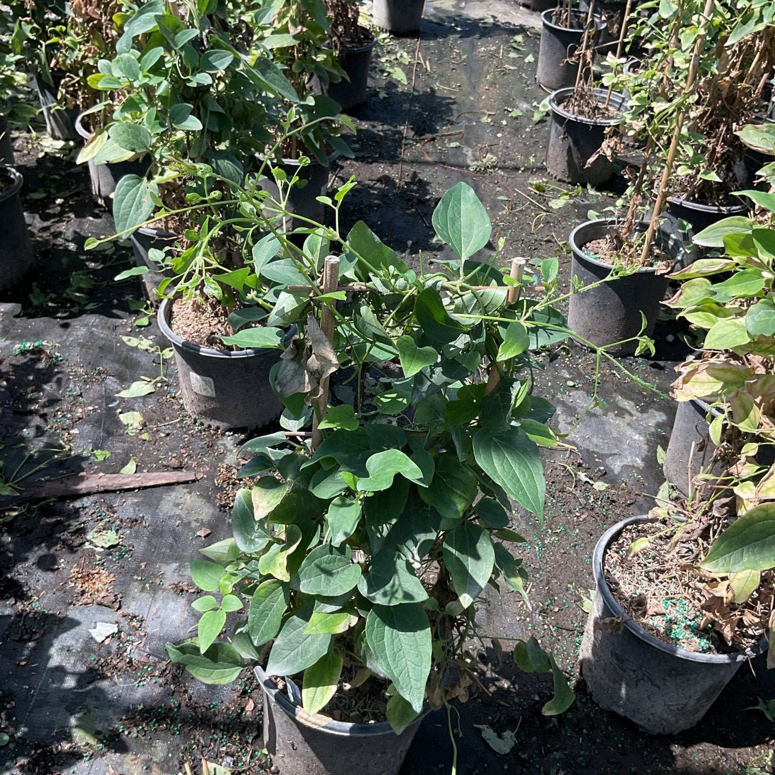 Sweet Autumn Clematis vine in a #1 container showing lush green foliage trained on a small bamboo stake at a nursery.