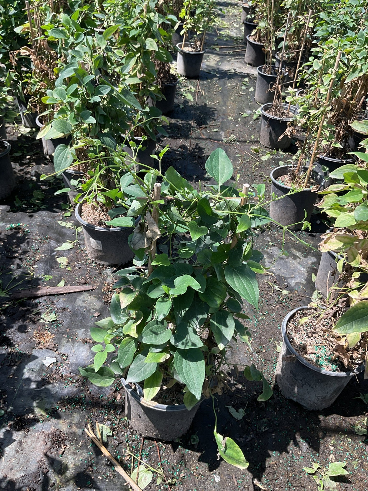 Sweet Autumn Clematis vine in a #1 container showing lush green foliage trained on a small bamboo stake at a nursery.