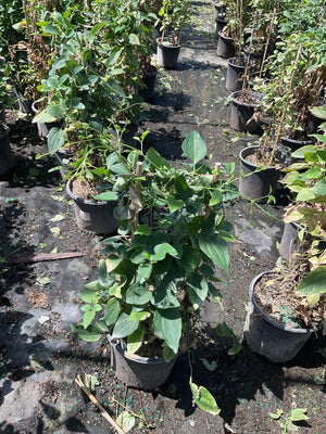 Sweet Autumn Clematis vine in a #1 container showing lush green foliage trained on a small bamboo stake at a nursery.