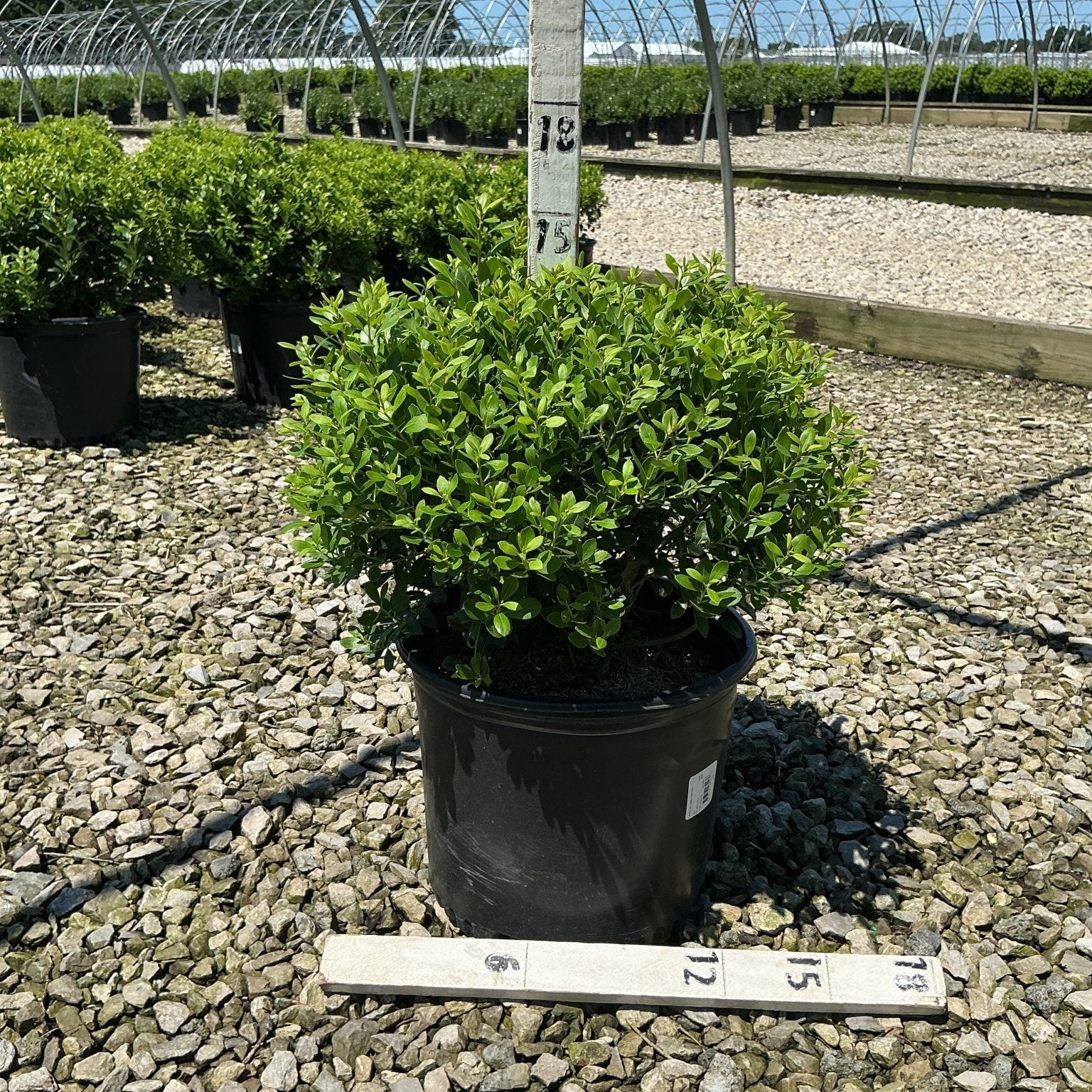 Densa Inkberry Holly shrub in a #3 black nursery container at a gravel-floored growing facility.