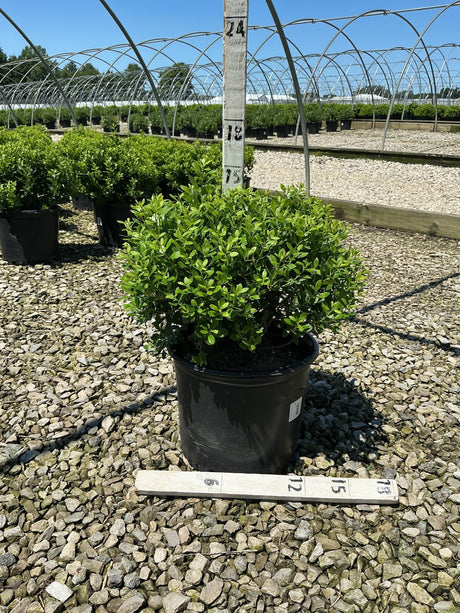Densa Inkberry Holly shrub in a #3 black nursery container at a gravel-floored growing facility.