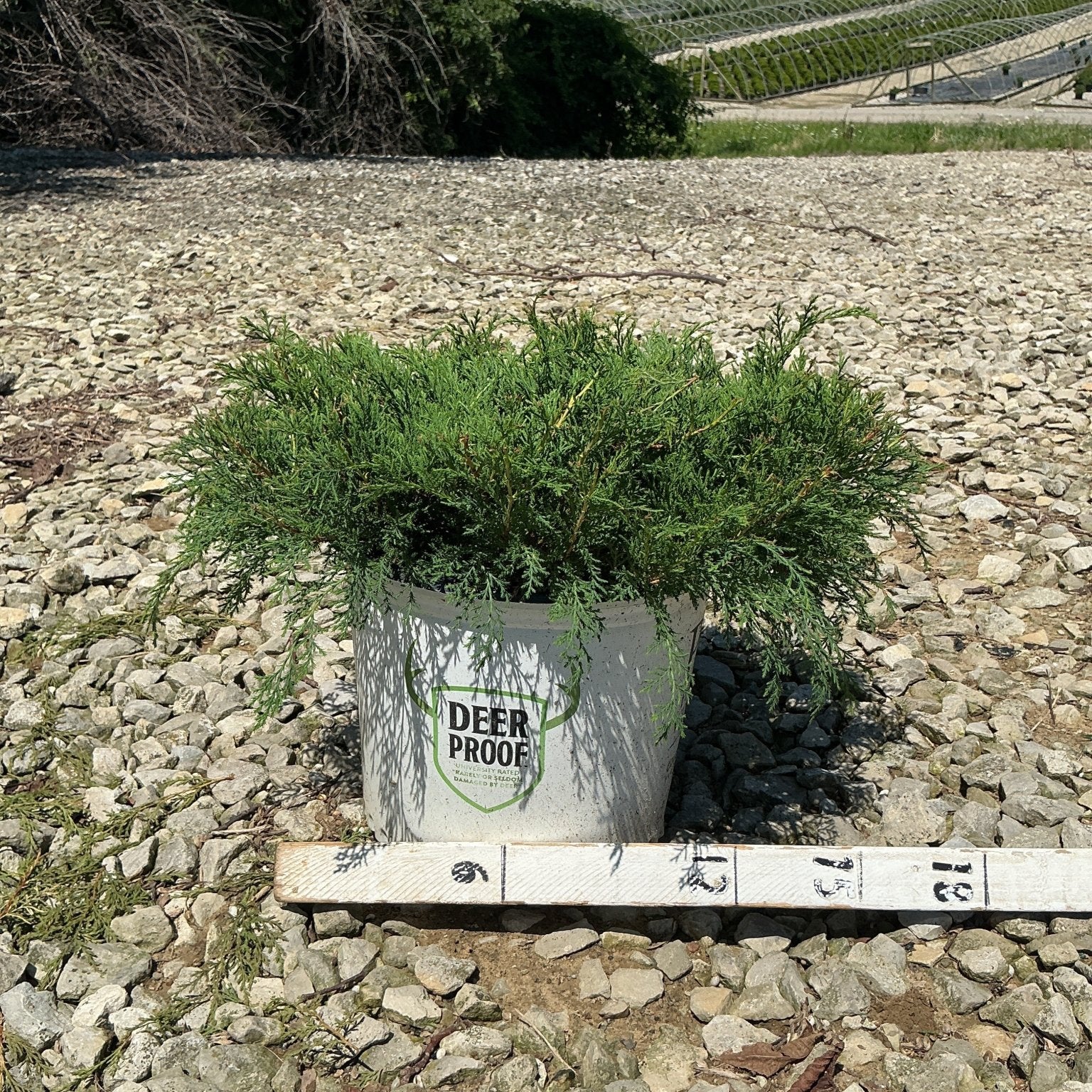 Celtic Pride® Siberian Cypress in a #3 container showing low spreading feathery green foliage on a gravel nursery surface.