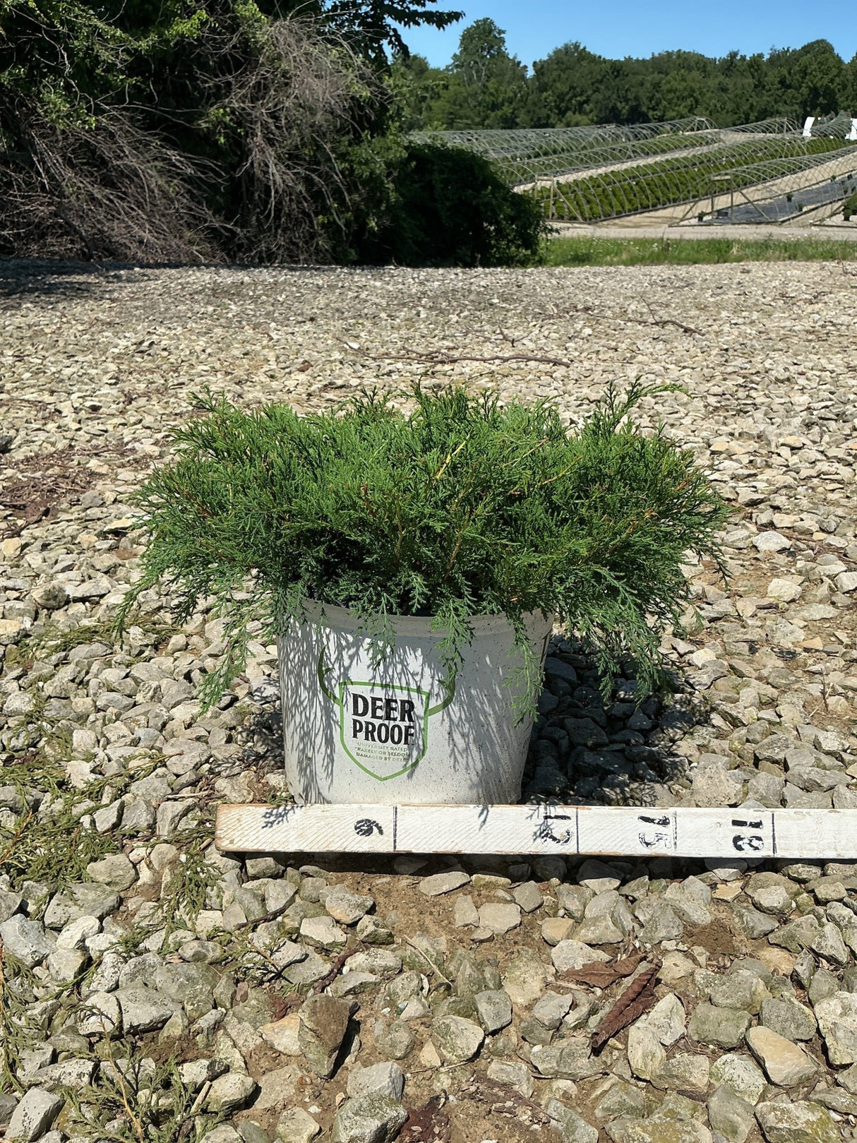 Celtic Pride® Siberian Cypress in a #3 container showing low spreading feathery green foliage on a gravel nursery surface.