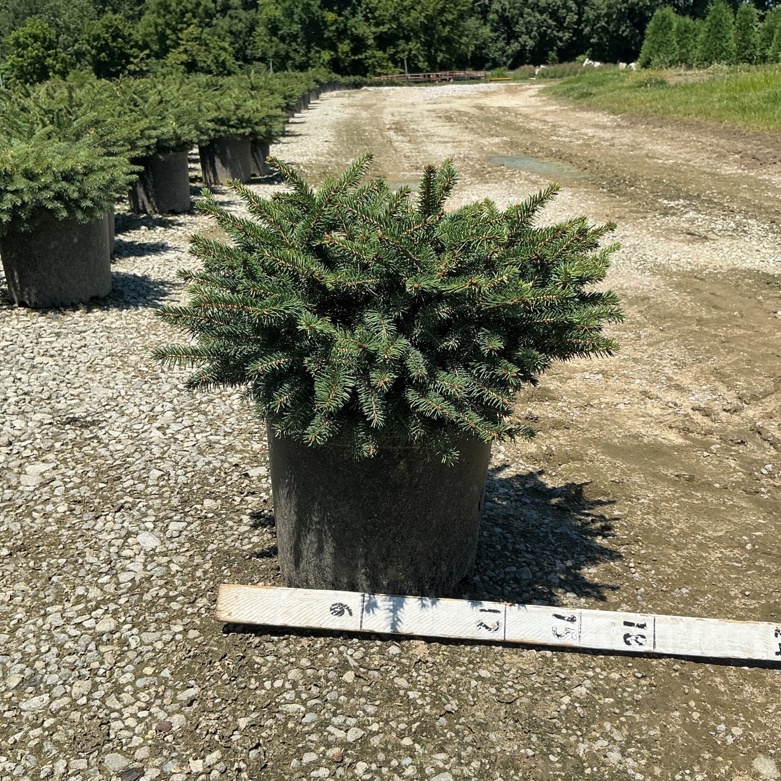 Bird's Nest Spruce Picea abies Nidiformis in a #3 container at a nursery, showing its dense, mounding blue-green foliage habit.