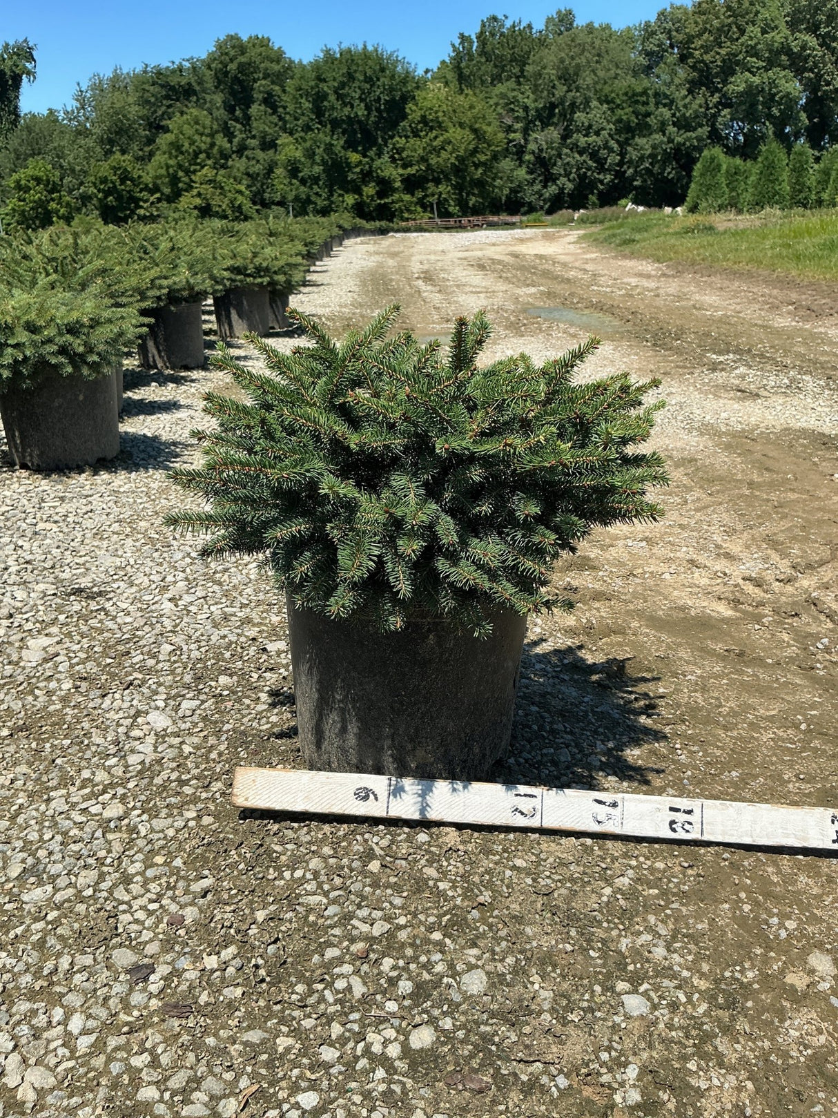 Bird's Nest Spruce Picea abies Nidiformis in a #3 container at a nursery, showing its dense, mounding blue-green foliage habit.