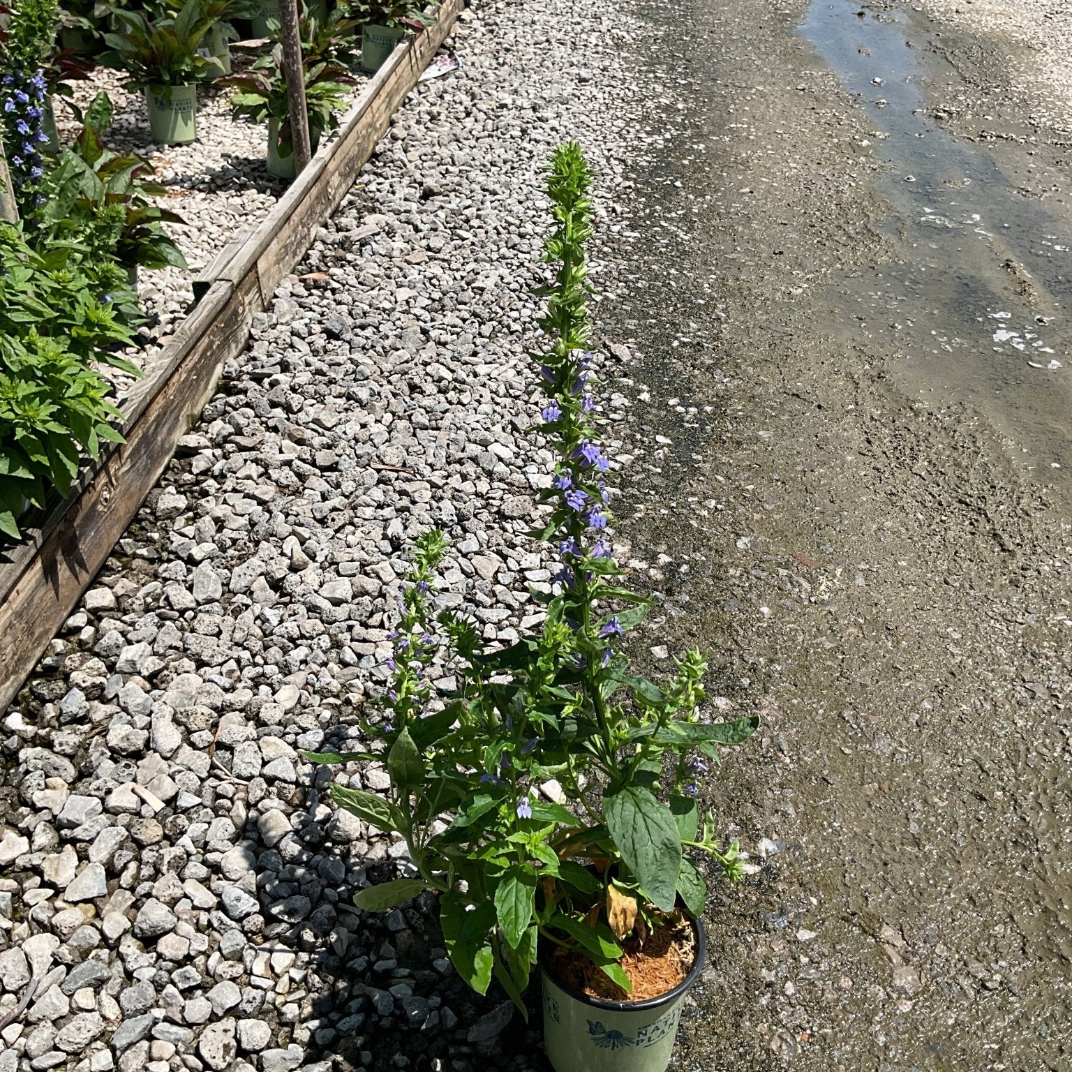 Great Blue Lobelia in a #1 container displaying tall purple-blue flower spikes at a nursery garden center.