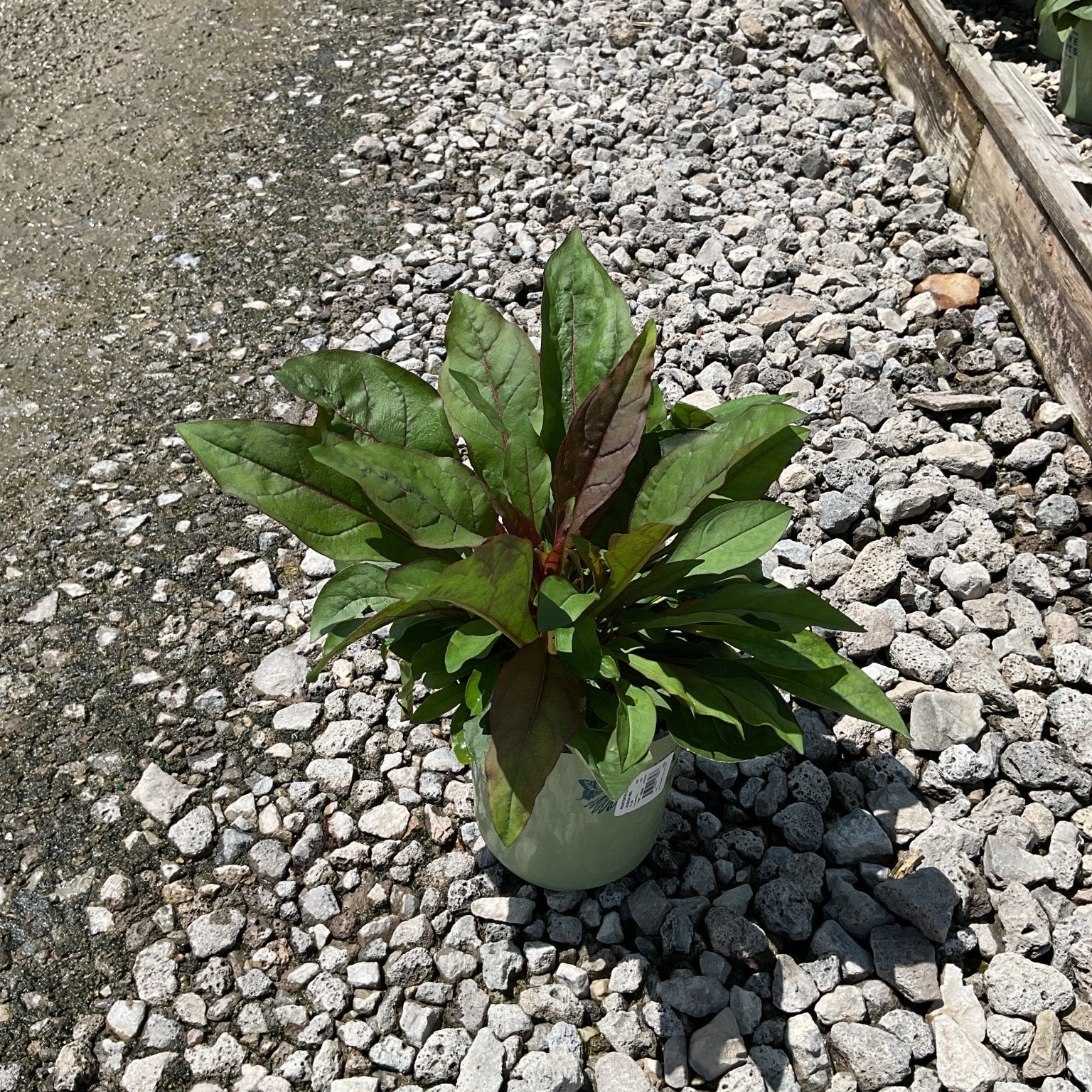 Husker Red Penstemon in a #1 container showing deep burgundy-green foliage rosette on a gravel nursery surface.