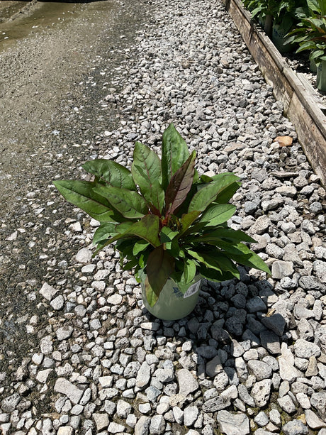Husker Red Penstemon in a #1 container showing deep burgundy-green foliage rosette on a gravel nursery surface.