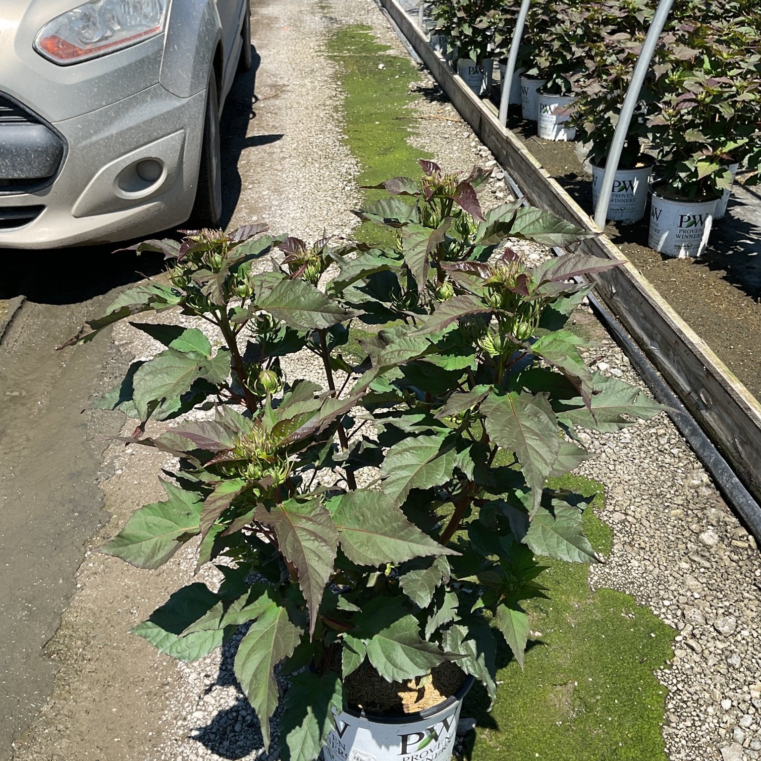 Summerific Valentine's Crush Hardy Hibiscus in a #2 Proven Winners container with dark foliage and unopened buds.