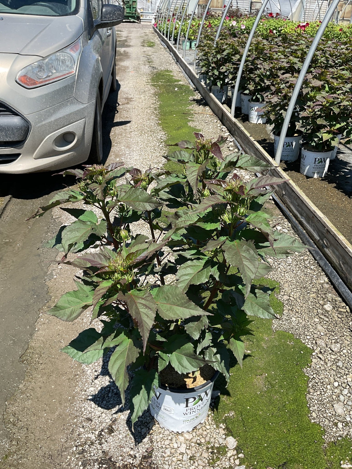 Summerific Valentine's Crush Hardy Hibiscus in a #2 Proven Winners container with dark foliage and unopened buds.
