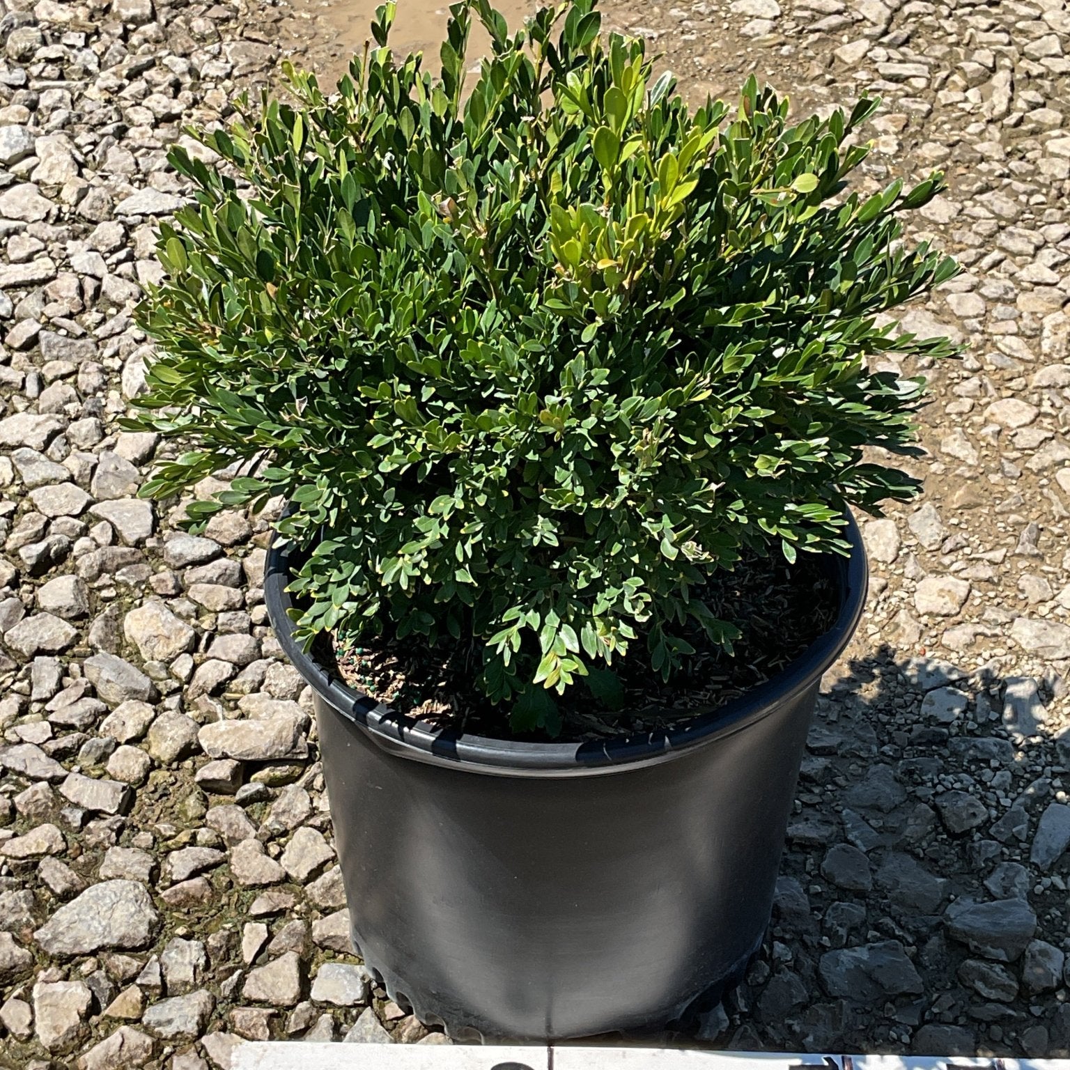 Green Gem Boxwood shrub in a #3 nursery container, showing dense dark green foliage and compact rounded habit.
