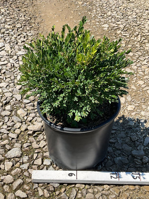 Green Gem Boxwood shrub in a #3 nursery container, showing dense dark green foliage and compact rounded habit.