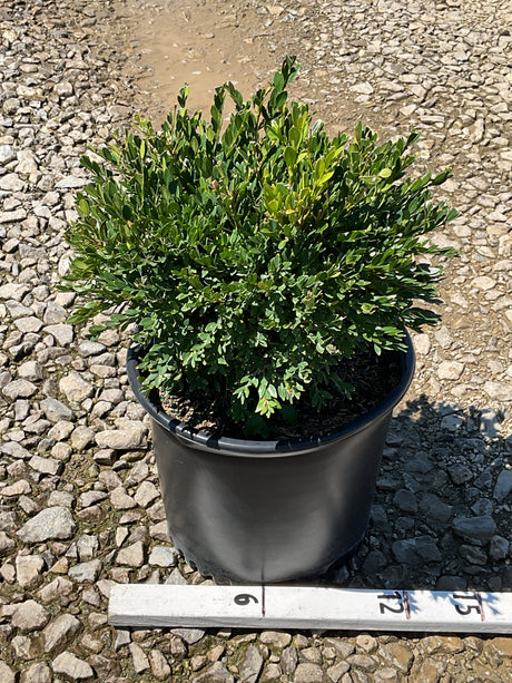 Green Gem Boxwood shrub in a #3 nursery container, showing dense dark green foliage and compact rounded habit.