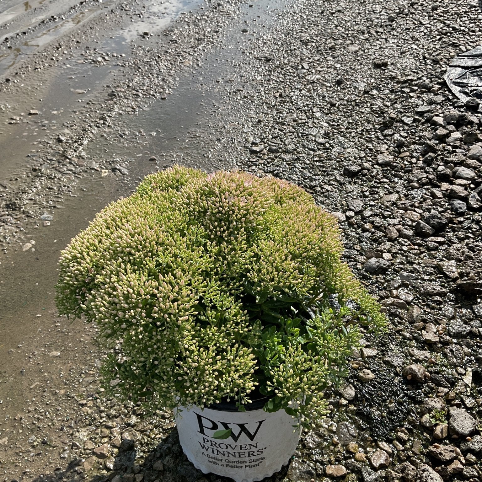Rock 'N Round Pure Joy Sedum in a Proven Winners container with dense pink-tipped buds ready to bloom.