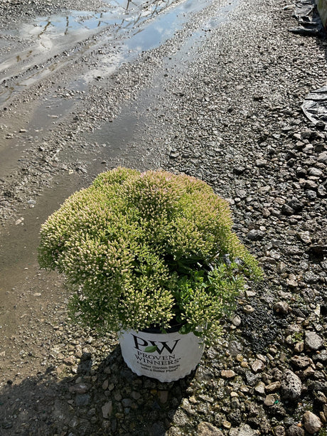 Rock 'N Round Pure Joy Sedum in a Proven Winners container with dense pink-tipped buds ready to bloom.