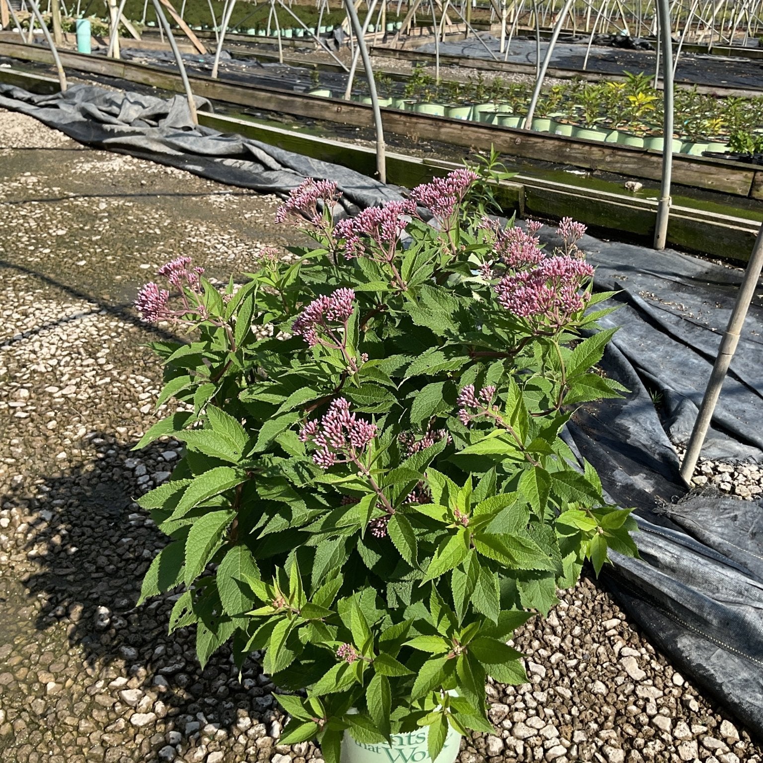 Rosie Josie Joe Pye Weed in a nursery container showing pink flower clusters and lush green foliage.