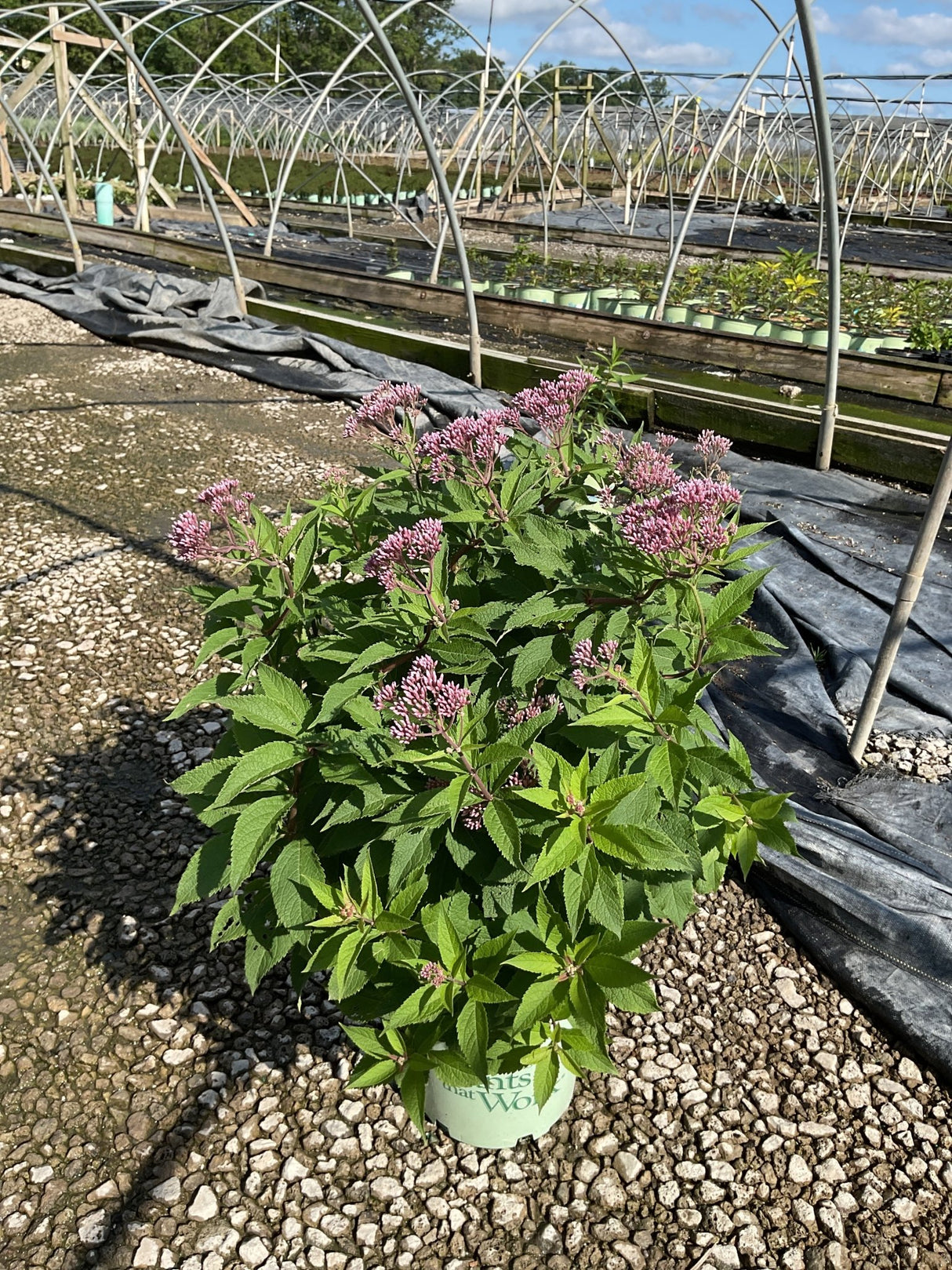 Rosie Josie Joe Pye Weed in a nursery container showing pink flower clusters and lush green foliage.