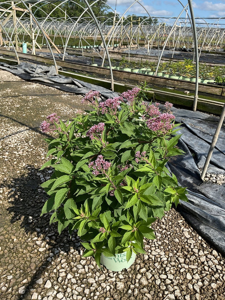 Rosie Josie Joe Pye Weed in a nursery container showing pink flower clusters and lush green foliage.