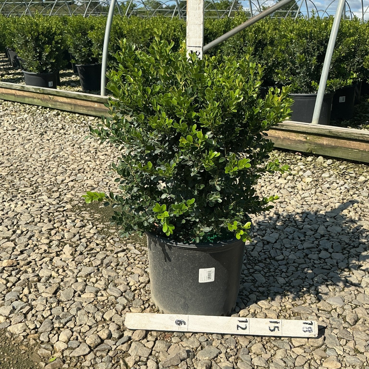 Green Beauty Boxwood in a #3 nursery container with dense, glossy green foliage, shown with a measurement stake at a nursery.