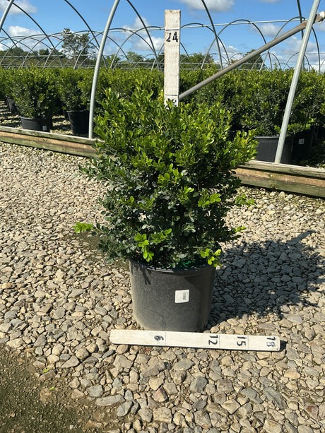 Green Beauty Boxwood in a #3 nursery container with dense, glossy green foliage, shown with a measurement stake at a nursery.
