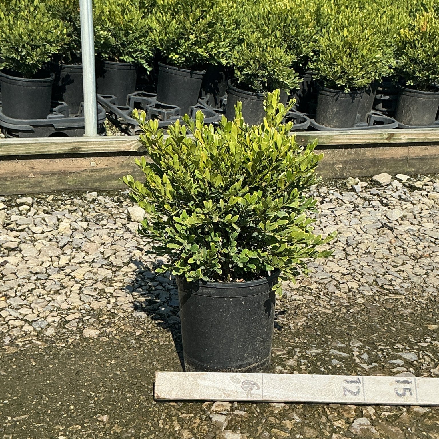 Green Gem Boxwood shrub in a #1 nursery container, showing dense rounded foliage at a garden center.