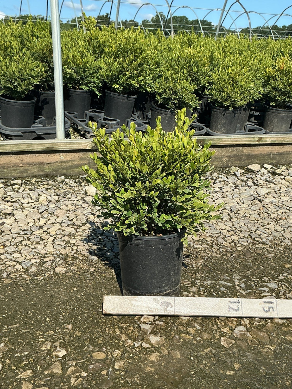 Green Gem Boxwood shrub in a #1 nursery container, showing dense rounded foliage at a garden center.