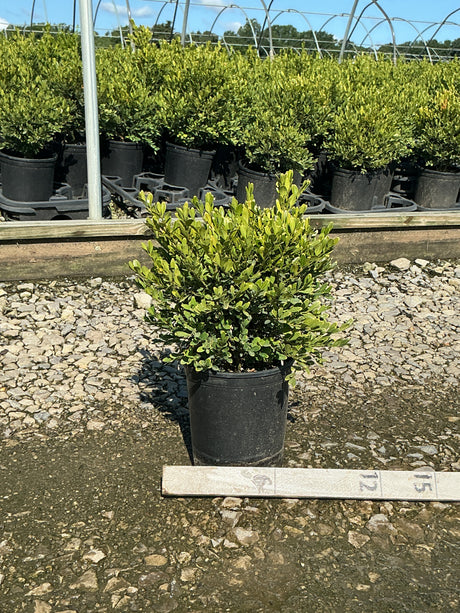 Green Gem Boxwood shrub in a #1 nursery container, showing dense rounded foliage at a garden center.