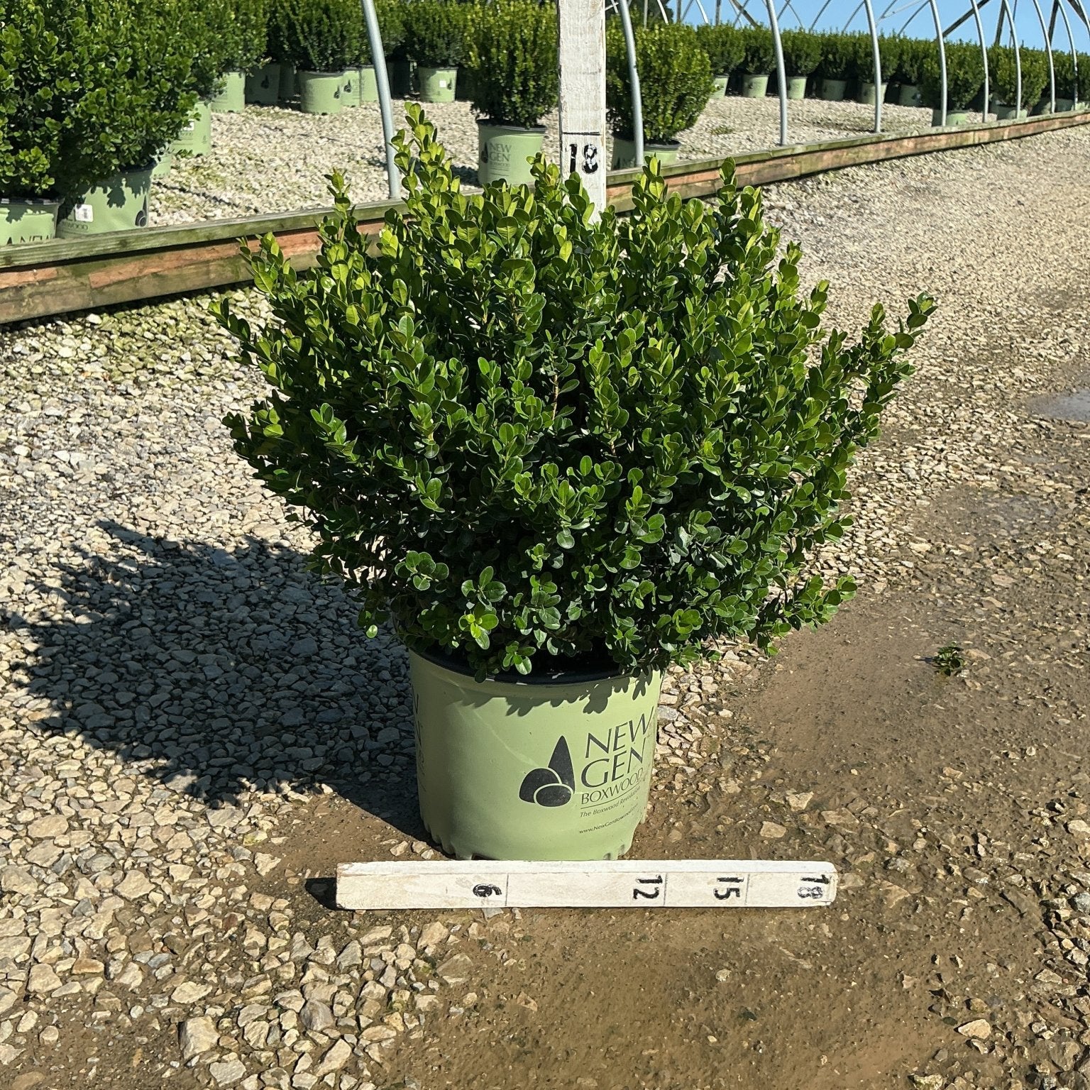 NewGen Freedom Boxwood in a #3 container at a nursery, showing dense rounded green foliage with a measurement ruler.