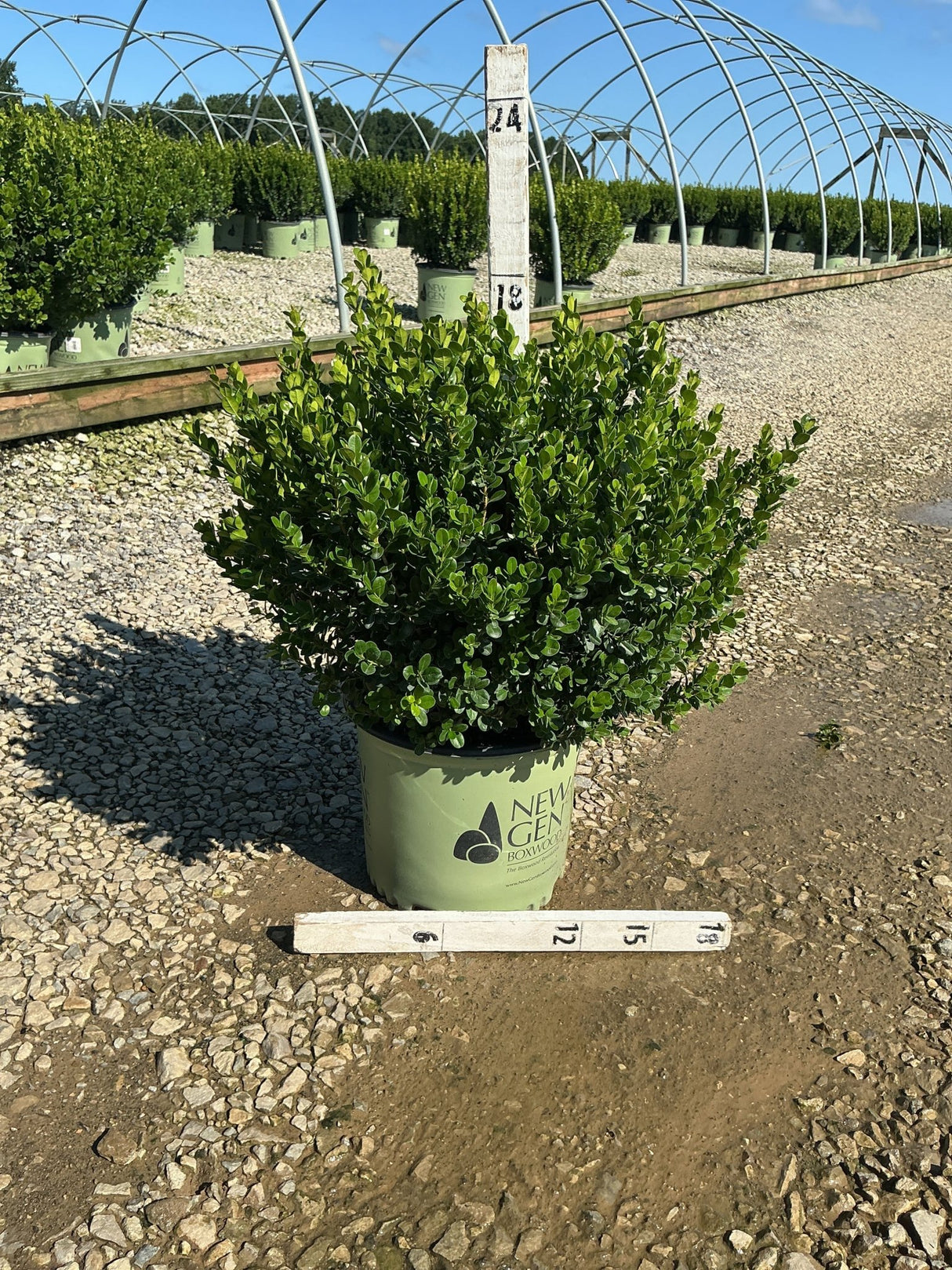 NewGen Freedom Boxwood in a #3 container at a nursery, showing dense rounded green foliage with a measurement ruler.