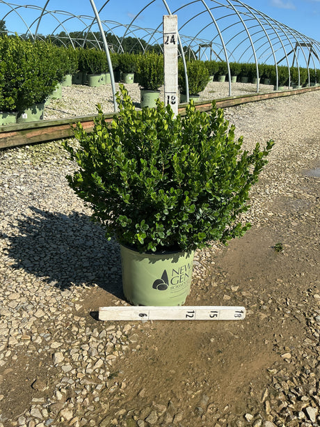 NewGen Freedom Boxwood in a #3 container at a nursery, showing dense rounded green foliage with a measurement ruler.