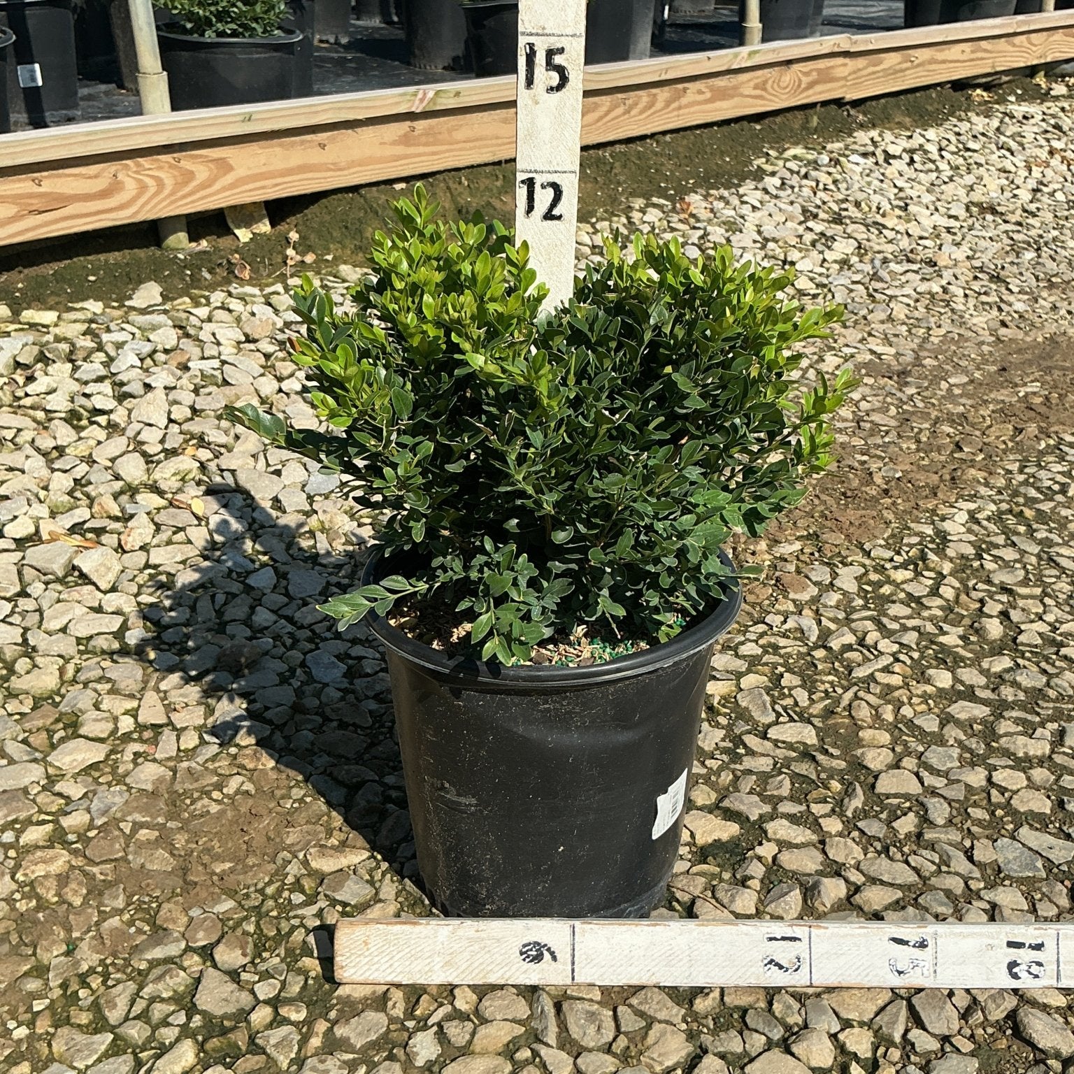 Green Velvet Boxwood shrub in a #2 black nursery container, showing dense rounded green foliage at a garden center.