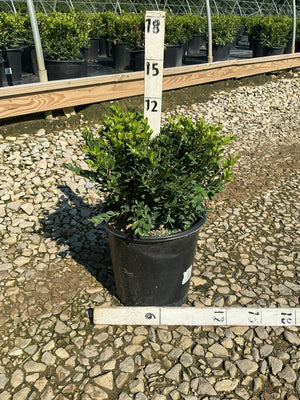 Green Velvet Boxwood shrub in a #2 black nursery container, showing dense rounded green foliage at a garden center.