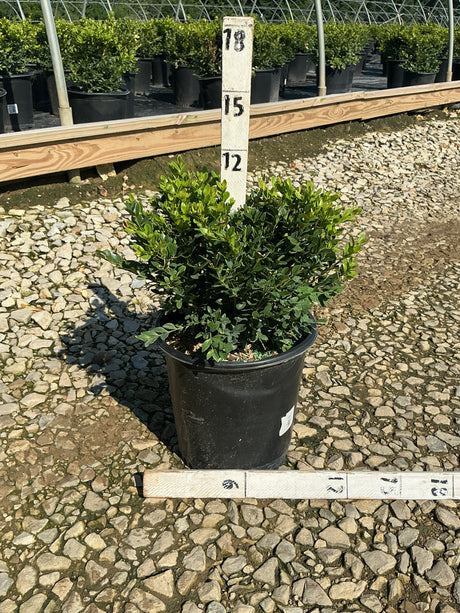 Green Velvet Boxwood shrub in a #2 black nursery container, showing dense rounded green foliage at a garden center.