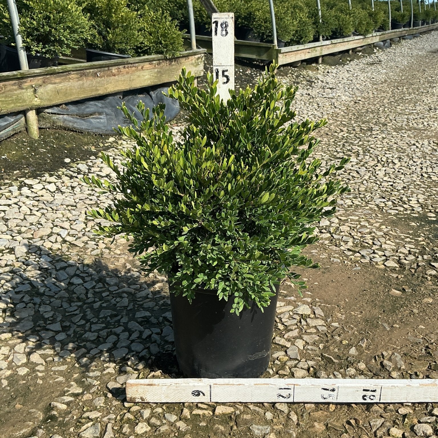 Green Gem Boxwood shrub in a black nursery container set on a gravel path at a plant nursery.