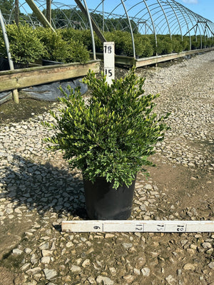 Green Gem Boxwood shrub in a black nursery container set on a gravel path at a plant nursery.