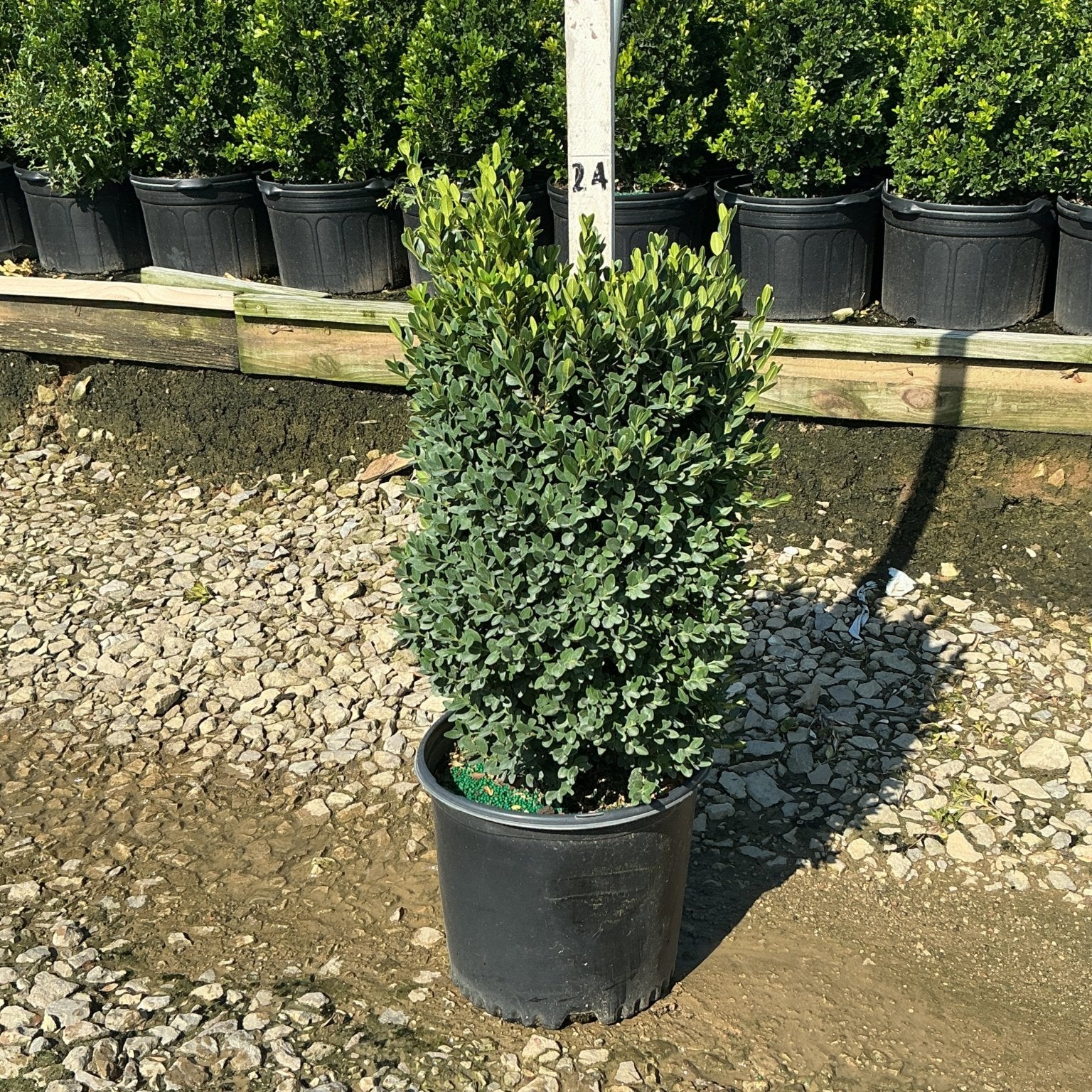 Green Mountain Boxwood in a #3 container showing dense, dark green upright foliage at a nursery.