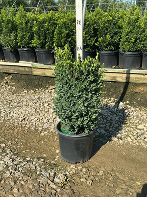 Green Mountain Boxwood in a #3 container showing dense, dark green upright foliage at a nursery.