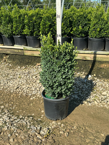 Green Mountain Boxwood in a #3 container showing dense, dark green upright foliage at a nursery.