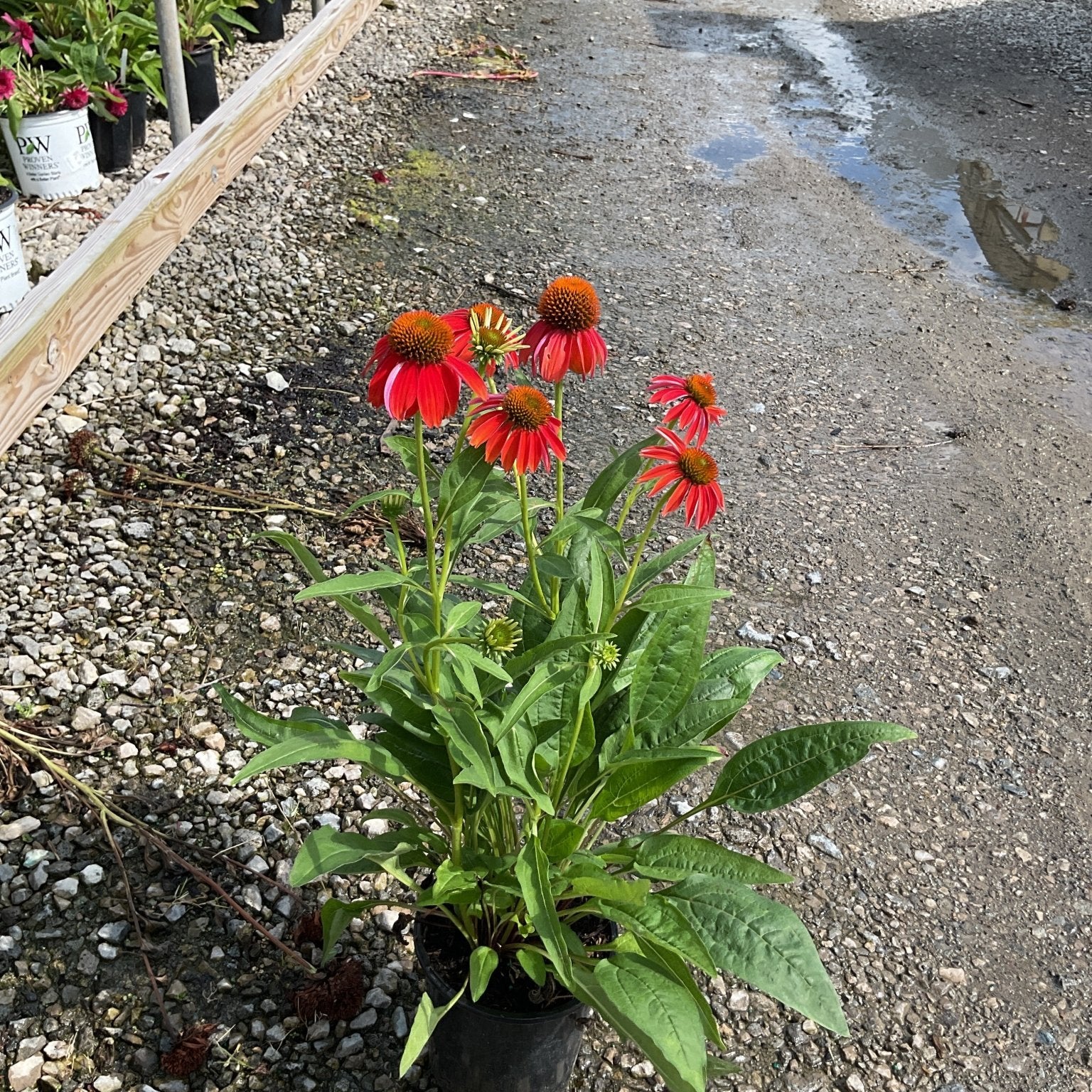 Artisan Red Ombre Coneflower in a nursery container with vibrant red-orange blooms and dark cone centers.