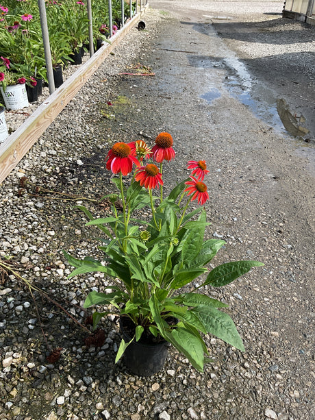 Artisan Red Ombre Coneflower in a nursery container with vibrant red-orange blooms and dark cone centers.